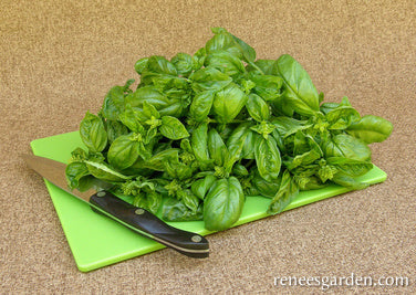 Organic Basil Italian Genovese - Renee's Garden