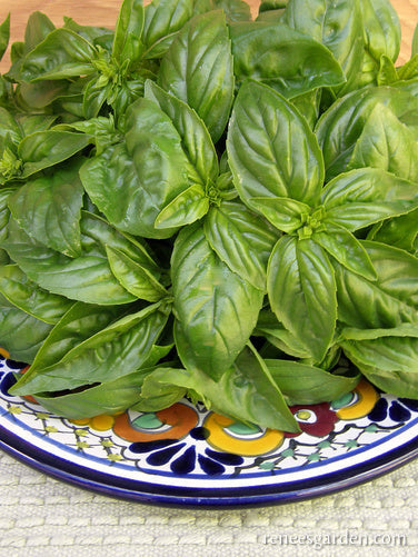 Organic Basil Italian Genovese - Renee's Garden
