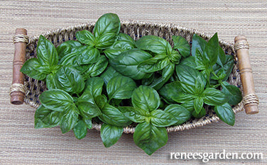 Basil Italian Pesto - Renee's Garden