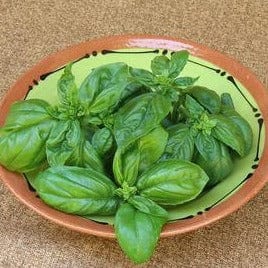 Basil Profumo di Genova - Renee's Garden Seeds