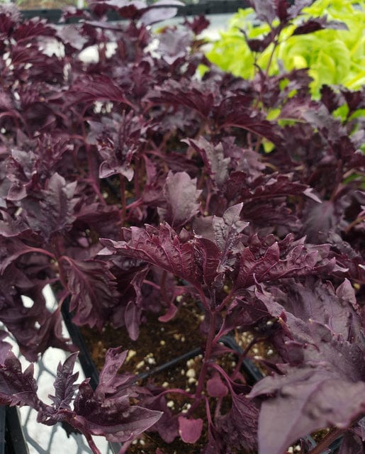 Basil Purple Ruffles - West Coast Seeds