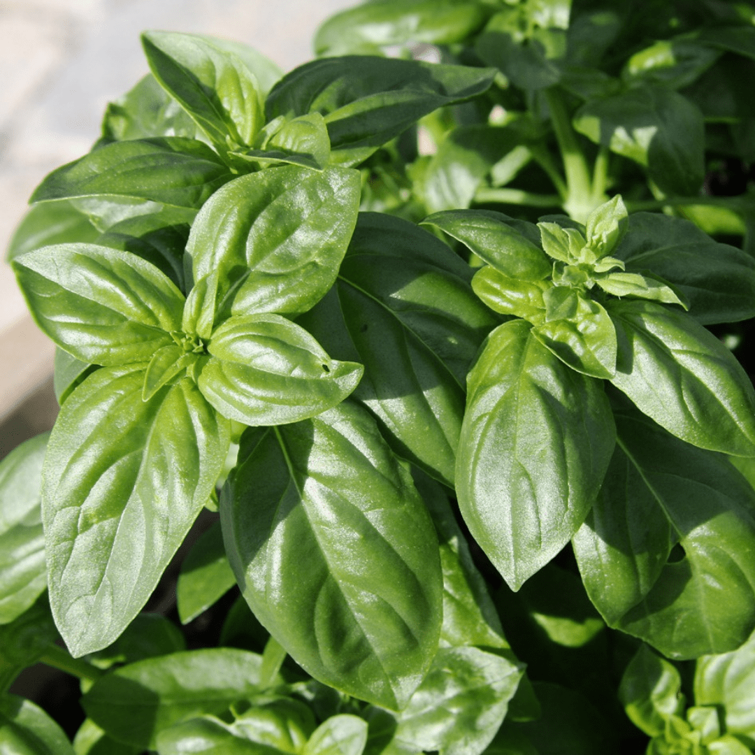 Basil Romanesco, Sow Easy - McKenzie Seeds