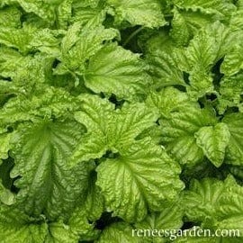 Basil Salad Leaf - Renee's Garden Seeds
