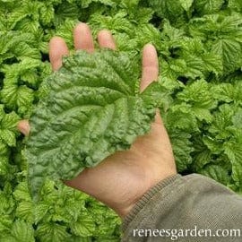 Basil Salad Leaf - Renee's Garden Seeds