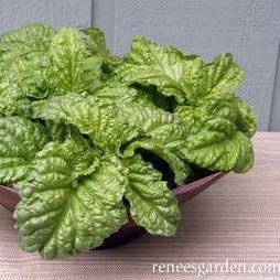 Basil Salad Leaf - Renee's Garden Seeds