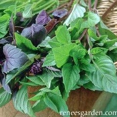 Basil Scented Trio - Renee's Garden Seeds