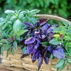 Basil Scented Trio - Renee's Garden Seeds