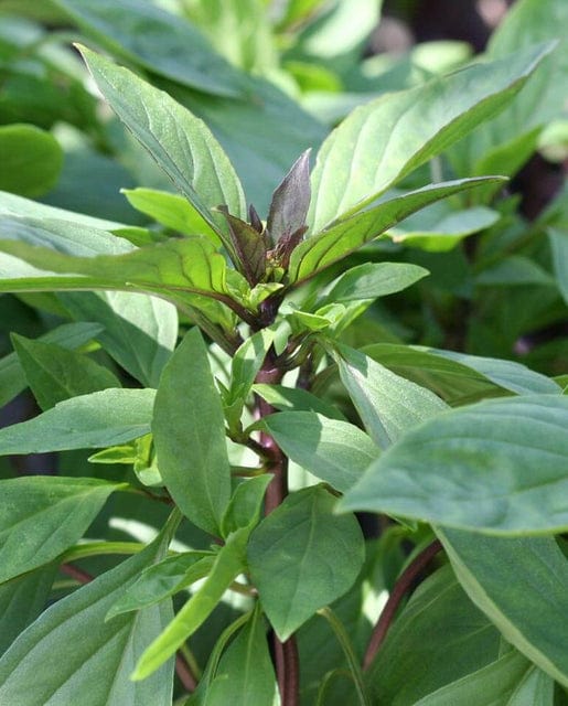 Basil Siam Queen - West Coast Seeds