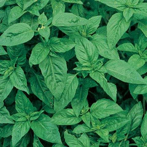 Basil Sweet - Burpee Seeds