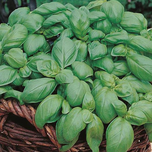 Basil Sweet Sow Mat - MF Seeds