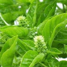 Basil Sweet Green - Renee's Garden Seeds