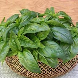 Basil Sweet Green - Renee's Garden Seeds