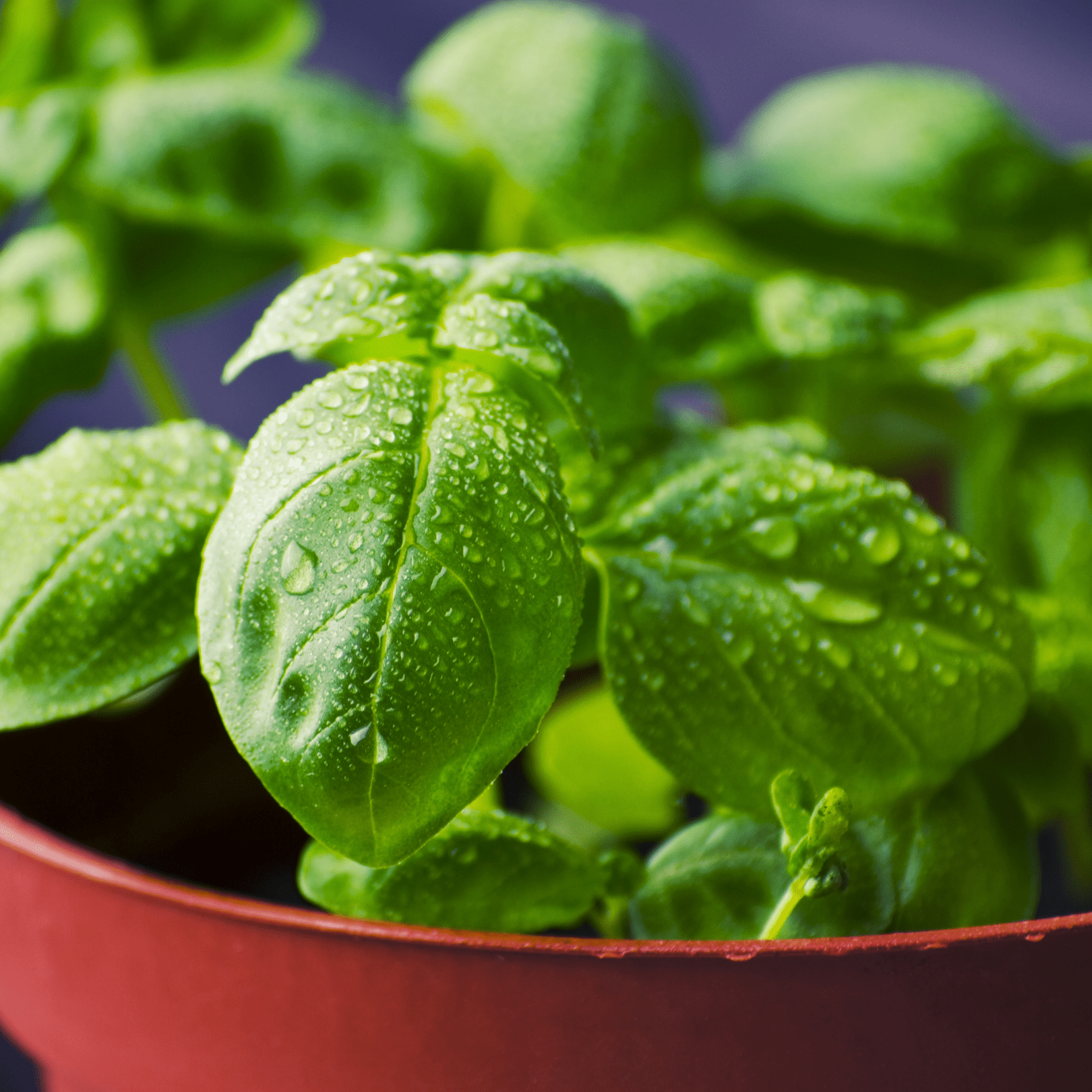 Basil Sweet Italian, Sow Easy - McKenzie Seeds