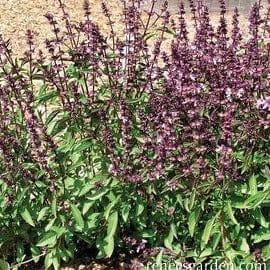 Basil Thai Queenette - Renee's Garden Seeds