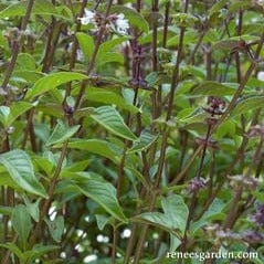 Basil Thai Queenette - Renee's Garden Seeds