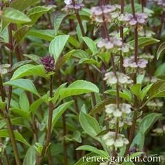 Basil Thai Queenette - Renee's Garden Seeds