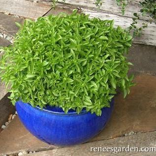 Basil Windowbox Mini - Renee's Garden 
