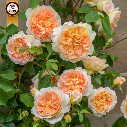 Orange Bathsheba - David Austin Rose