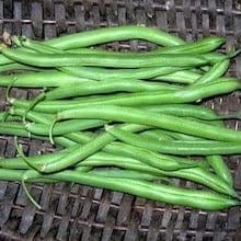 Bean Blue Lake - Cornucopia Seeds