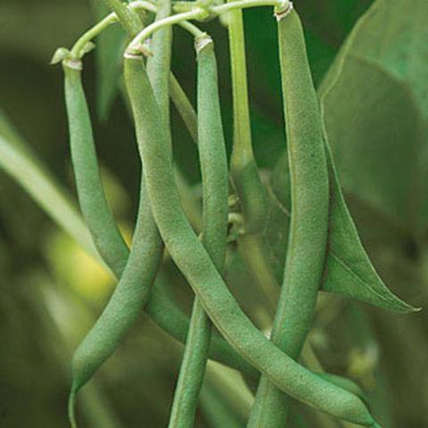 Bean Blue Lake 47 - Burpee Seeds