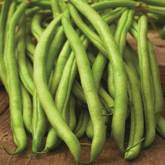 Bean Blue Lake Pole - McKenzie Seeds