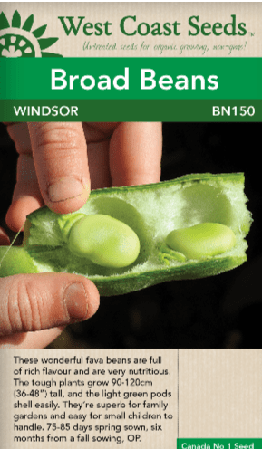 Broad Bean Windsor - West Coast Seeds