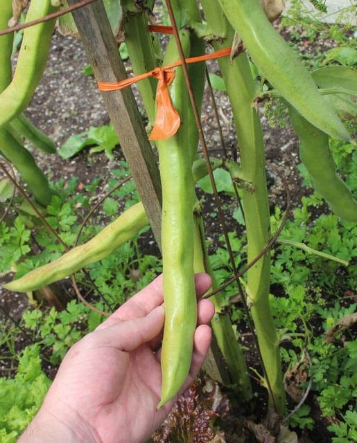 Bean Broad Windsor - West Coast Seeds