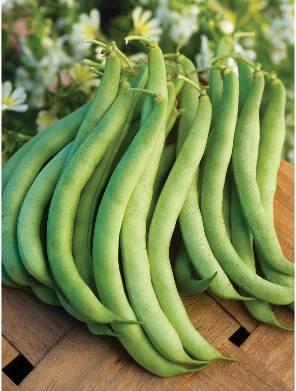 Bean Burpees Stringless Green Pod Bush - Burpee Seeds