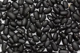 Bean Bush Black Turtle Dry - Salt Spring Seeds
