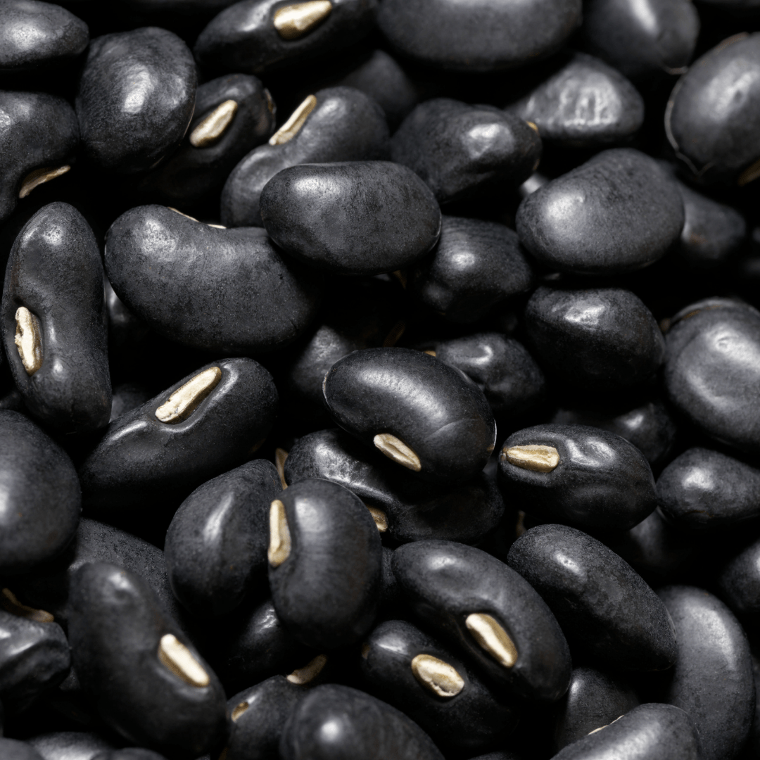 Bean Bush Black Turtle Dry - Salt Spring Seeds