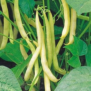 Bean Mellow Yellow - Burpee Seeds