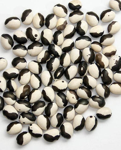 Bean Calypso - West Coast Seeds