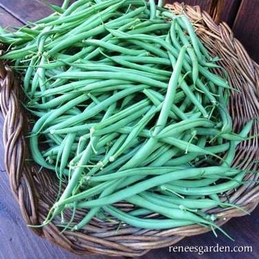 Bush Bean The "Weekend Bean" - Renee's Garden 