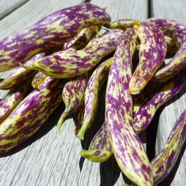 Bean Dragon Tongue - Saanich Organics Seeds