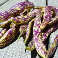 Bean Dragon Tongue Bush - Saanich Organics