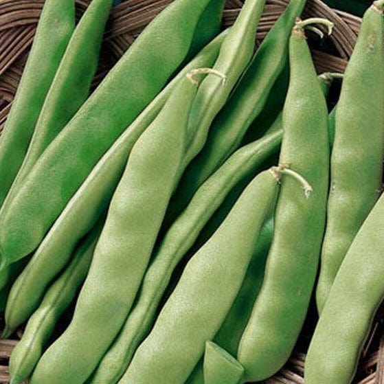 Bean Early Bush Italian - Burpee Seeds