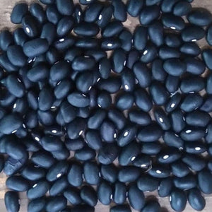 Bean Ecplipse Black - Saanich Organics Seeds