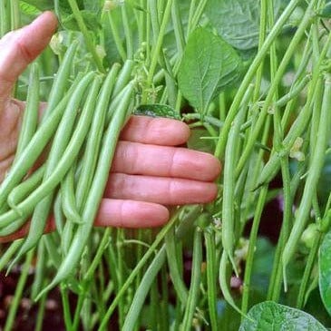 Bean Emerite Filet - Renee's Garden Seeds