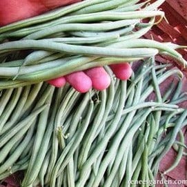 Bean Emerite Filet - Renee's Garden Seeds