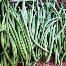 Bean Emerite Filet - Renee's Garden Seeds