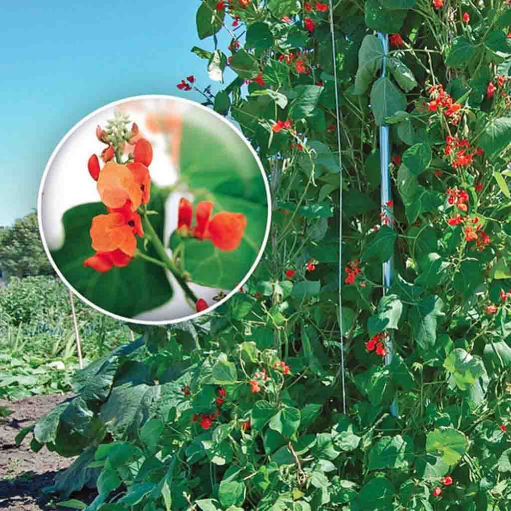 Bean Flowering Vine Scarlet Runner - McKenzie Seeds 