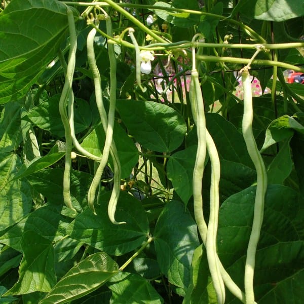 Bean Fortex - Saanich Organics Seeds