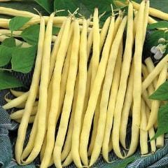 Pole Beans French Gold - Renee's Garden