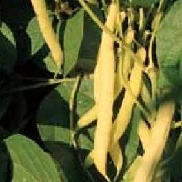 Bean Golden Wax - Aimer's Organic Seeds