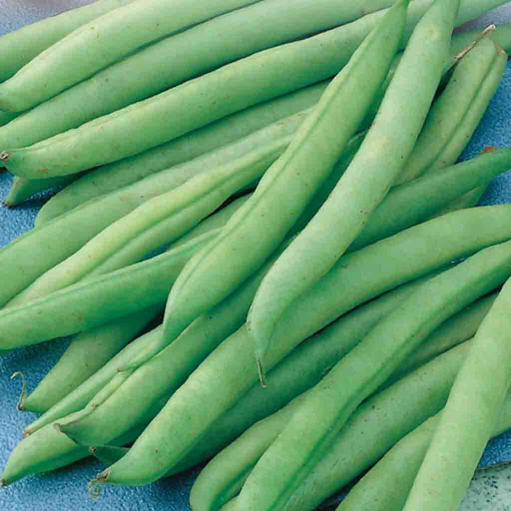 Bean Greencrop Bush - McKenzie Seeds 