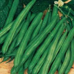 Bean Harvester Bush Mangiatutto - McKenzie Seeds