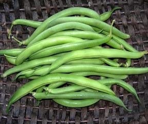 Bean Improved Tendergreen - Cornucopia Seeds