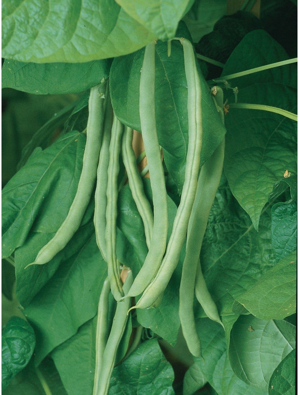 Bean Kentucky Wonder Pole - Burpee Seeds