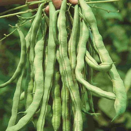 Bean Kentucky Wonder - McKenzie Seeds