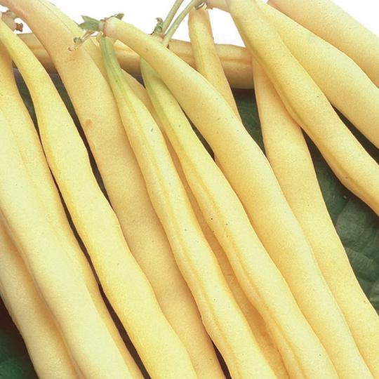Bean Kentucky Wonder Wax (Pole) - McKenzie Seeds